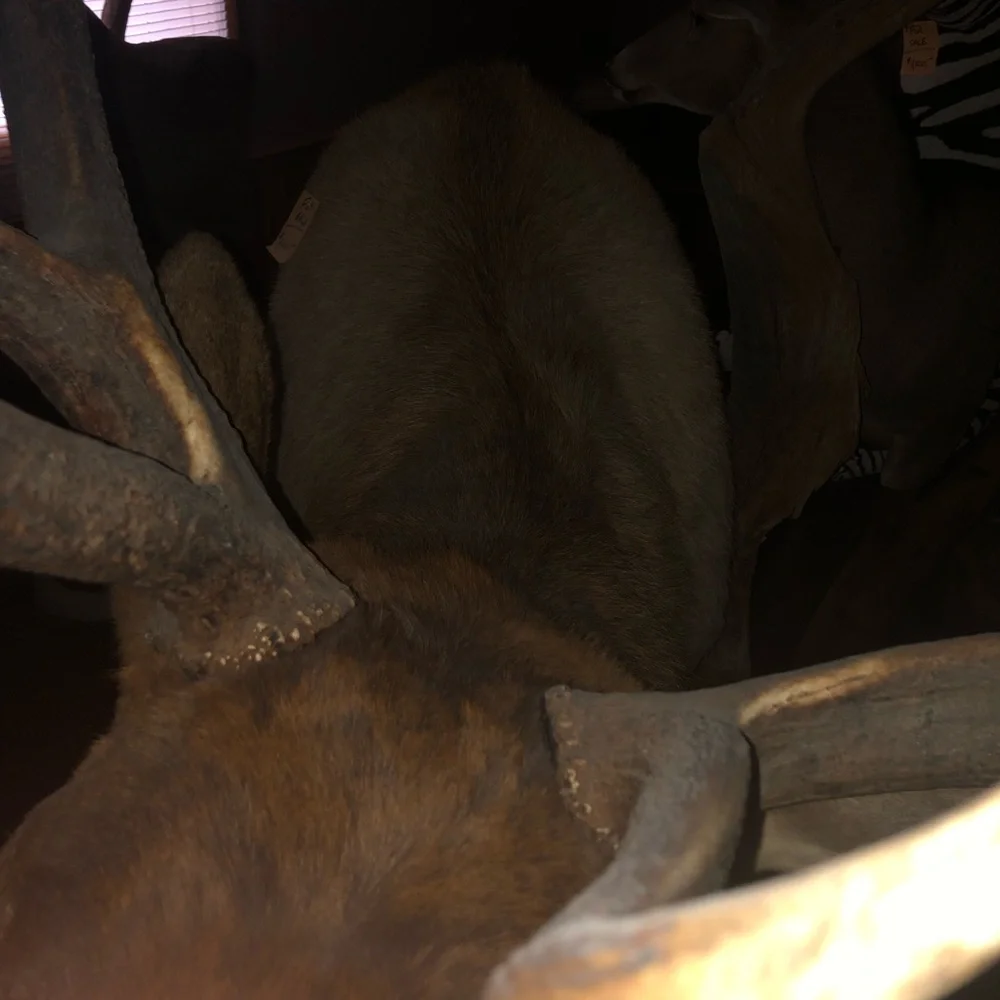 Elk mount